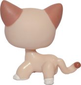 #0852 Shorthair Cat